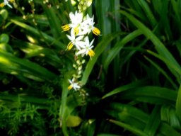 Chlorophytum saundersiae flowers