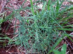 Cleome angustifolia subsp. petersiana leaves