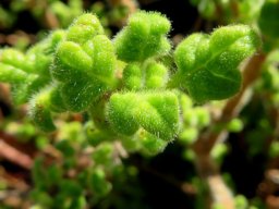 Coleus venteri young leaves