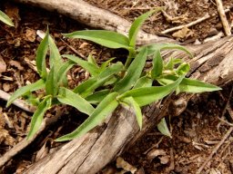 Commelina africana