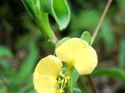 Commelina africana flower