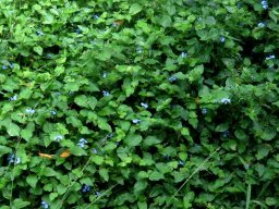 Commelina benghalensis