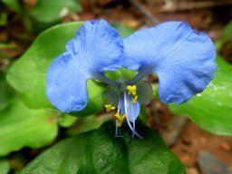 Commelina benghalensis flower