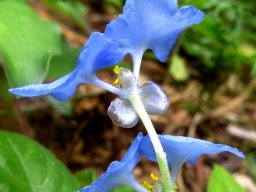 Commelina benghalensis flowers from the back