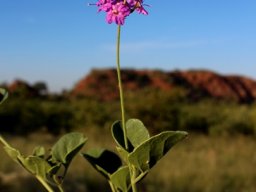 Commicarpus pentandrus