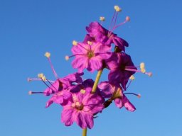 Commicarpus pentandrus flowers