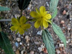 Corchorus asplenifolius