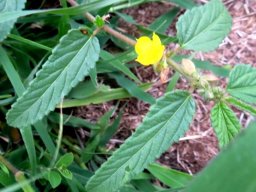 Corchorus confusus