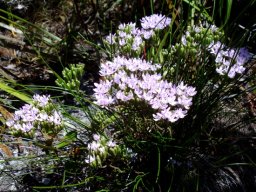 Corymbium africanum