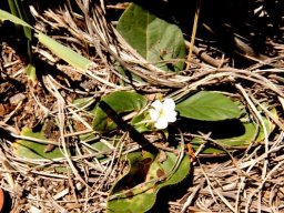Crabbea acaulis flower