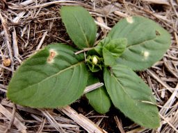 Crabbea acaulis