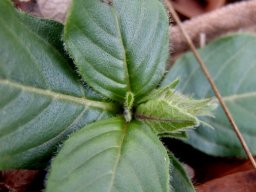 Crabbea acaulis budding