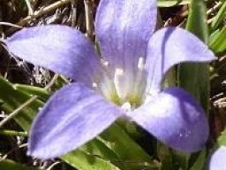 Craterocapsa congesta flower