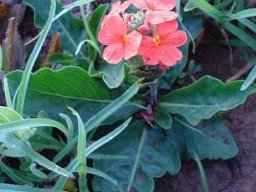 Crossandra greenstockii