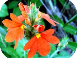 Crossandra mucronata