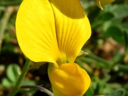 Crotalaria humilis flower