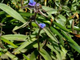 Cyanotis speciosa