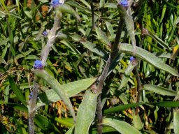 Cyanotis speciosa leaves