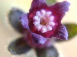 Cynoglossum hispidum flower
