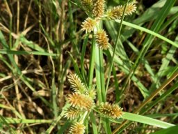 Cyperus cyperoides subsp. cyperoides old inflorescences