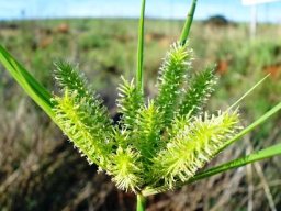 Cyperus cyperoides subsp. cyperoides