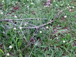 Cyperus obtusiflorus var. obtusiflorus