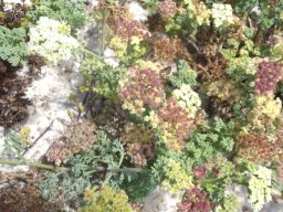 Dasispermum suffruticosum