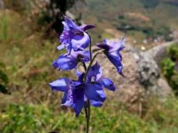 Delphinium dasycaulon, a flower of tropical Africa