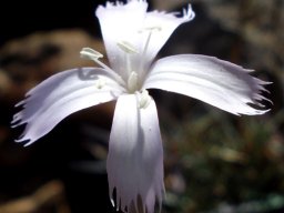 Dianthus bolusii flower