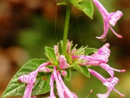 Dicliptera clinopodia flower
