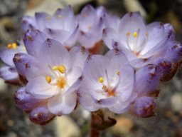 Dilatris pillansii flowers