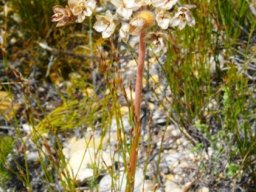 Dilatris pillansii less flamboyant but quite busy