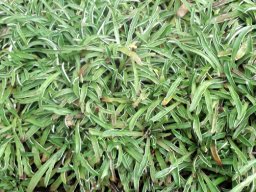 Dymondia margaretae