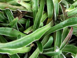 Dymondia margaretae leaves