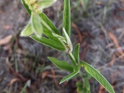 Eriosema salignum leaflets