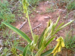 Eriosema salignum