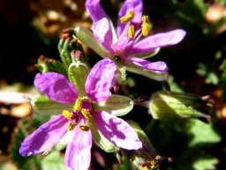 Erodium cicutarium flowers