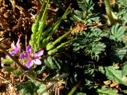 Erodium cicutarium