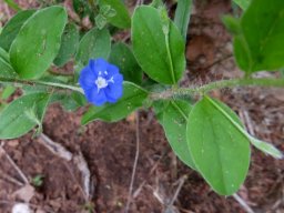 Evolvulus alsinoides
