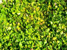 Falkia repens