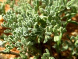Foveolina dichotoma leaves