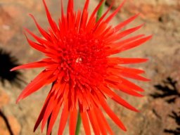 Gerbera jamesonii