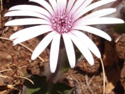 Gerbera viridifolia