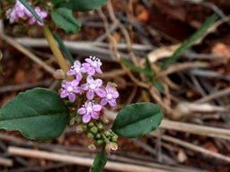 Gisekia africana var. africana