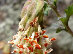 Glumicalyx flanaganii flowers