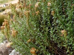 Glumicalyx flanaganii 