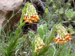 Glumicalyx goseloides