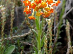 Glumicalyx goseloides flowers