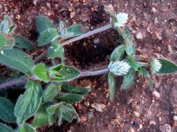 Gomphrena celosioides