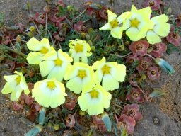 Grielum humifusum colour changes